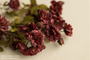 stems_wine