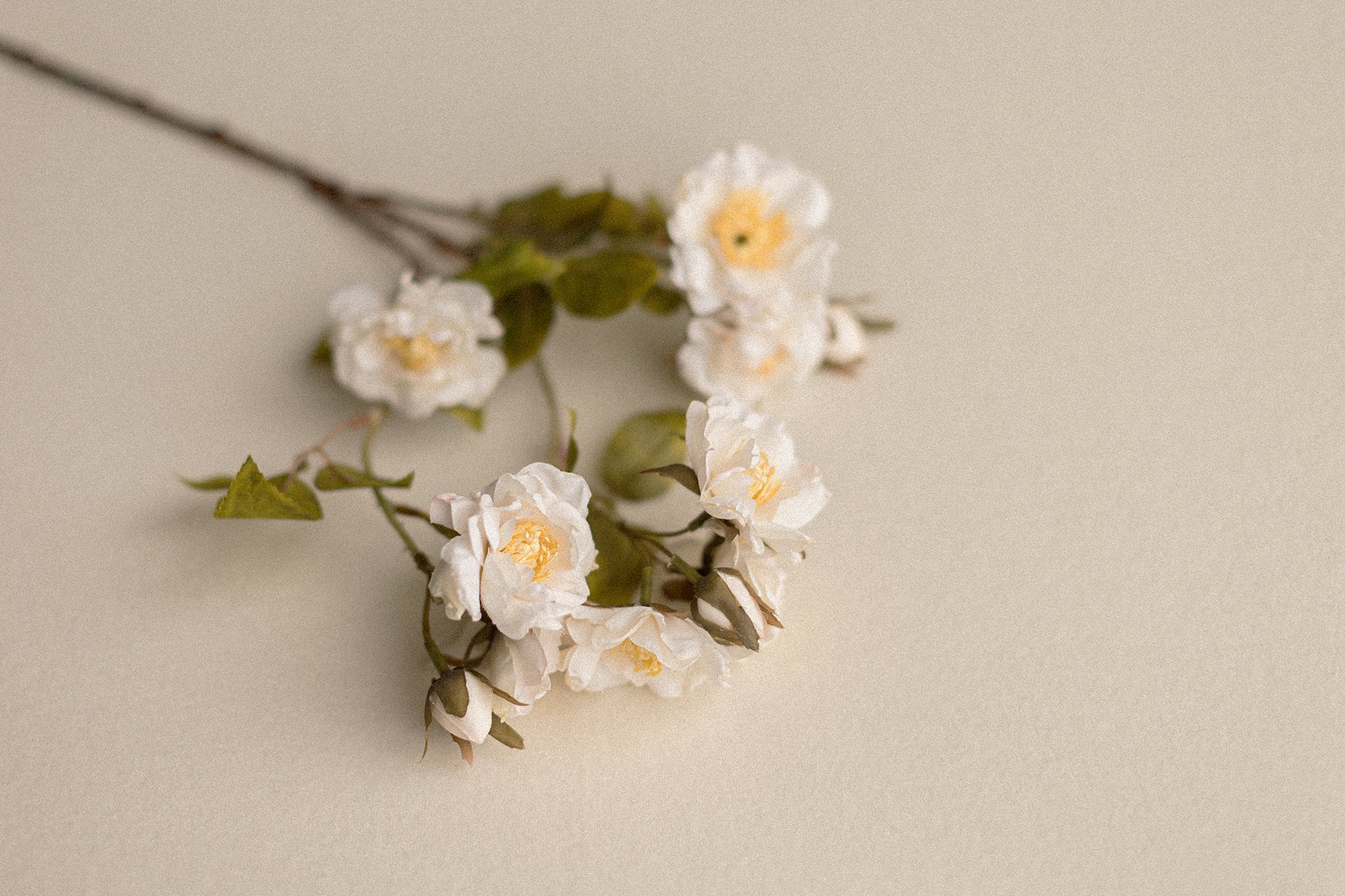 Stems | Roses
