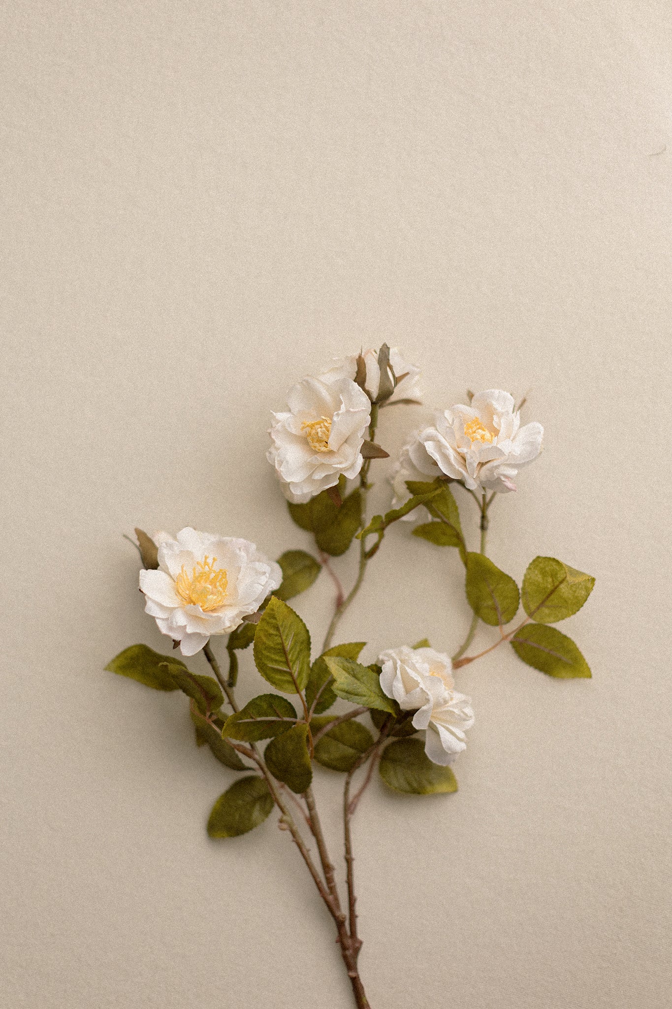 Stems | Roses
