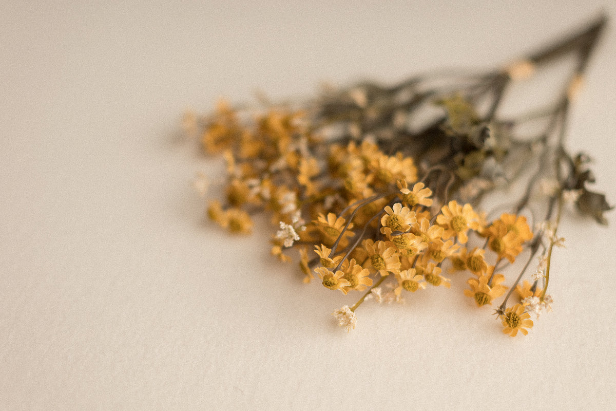 Stems | Field Daisies