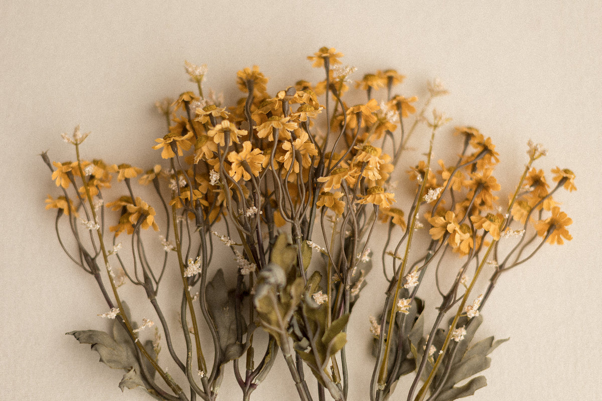 Stems | Field Daisies